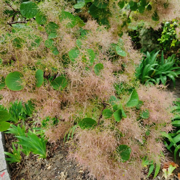 smoketree (3)