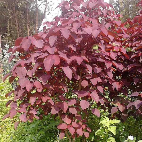 Cotinus Coggygria Seedlings