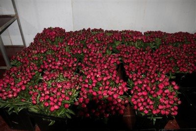 তাজা peonies কাটা