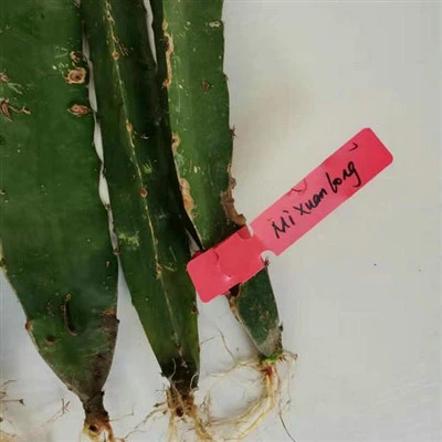 ড্রাগন ফলের চারা